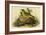 Delafields Ground Warbler-John James Audubon-Framed Art Print