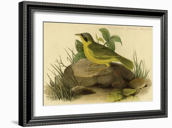 Delafields Ground Warbler-John James Audubon-Framed Art Print