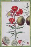 Pomegranate Tree, from 'Florindie Ou Historie Physico-Economique Des Vegetaux De La Torride', 1789-Delahaye-Giclee Print