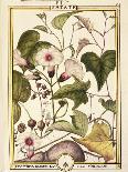 Sweet Potato (Ipomea Batatas), 1789-Delahaye-Framed Premier Image Canvas