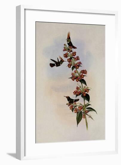 Delatre's Coquette, Lophornis Delattrei-John Gould-Framed Giclee Print