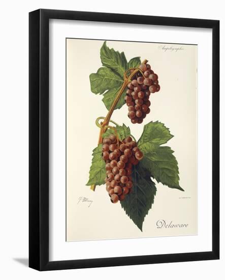 Delaware Grape-J. Troncy-Framed Giclee Print