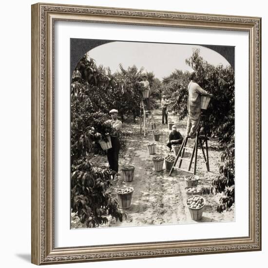 Delaware: Peach Orchard-null-Framed Giclee Print