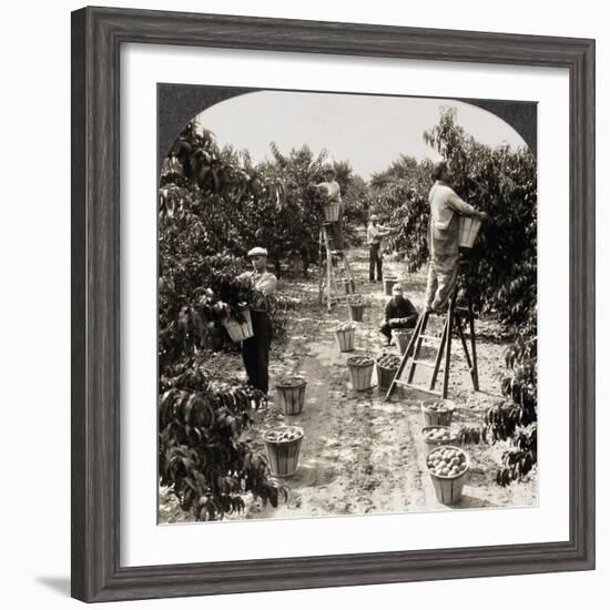 Delaware: Peach Orchard-null-Framed Giclee Print