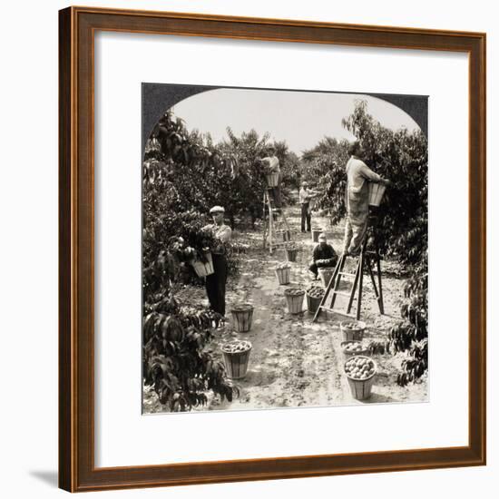 Delaware: Peach Orchard-null-Framed Giclee Print