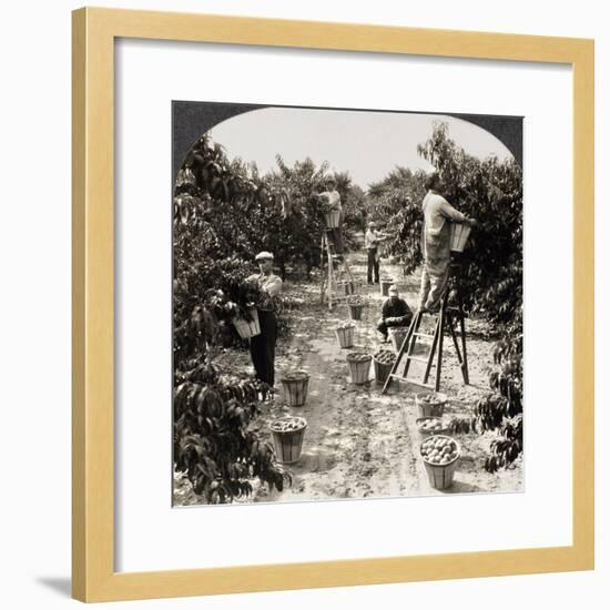 Delaware: Peach Orchard-null-Framed Giclee Print