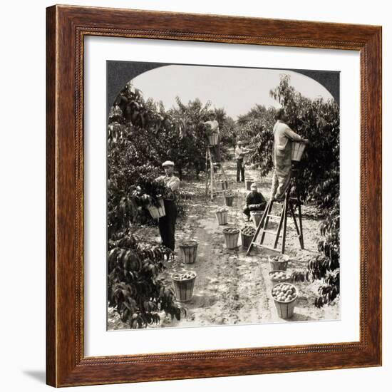 Delaware: Peach Orchard-null-Framed Giclee Print