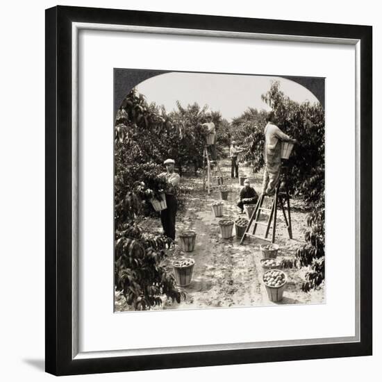 Delaware: Peach Orchard-null-Framed Giclee Print