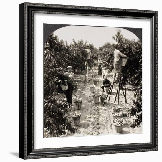 Delaware: Peach Orchard-null-Framed Giclee Print