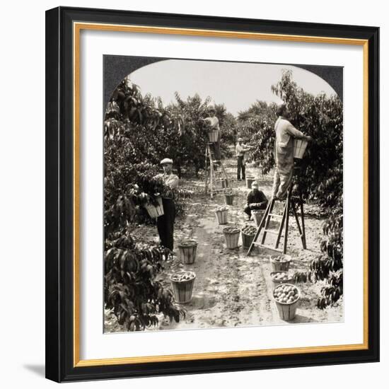 Delaware: Peach Orchard-null-Framed Giclee Print