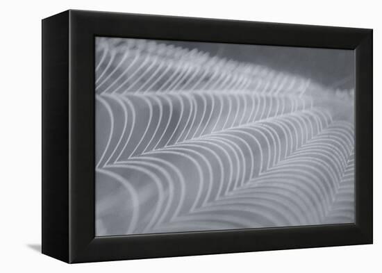 Delecate Impressions of Nature-Adrian Campfield-Framed Premier Image Canvas