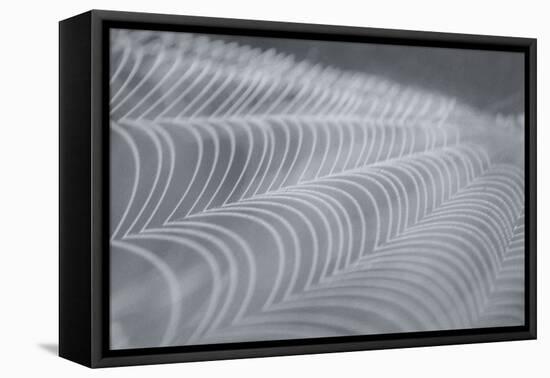 Delecate Impressions of Nature-Adrian Campfield-Framed Premier Image Canvas