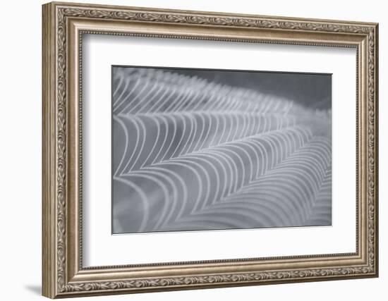 Delecate Impressions of Nature-Adrian Campfield-Framed Photographic Print