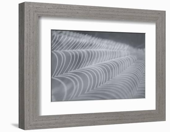 Delecate Impressions of Nature-Adrian Campfield-Framed Photographic Print