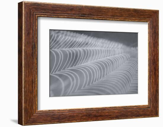 Delecate Impressions of Nature-Adrian Campfield-Framed Photographic Print