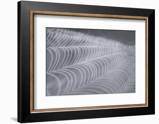 Delecate Impressions of Nature-Adrian Campfield-Framed Photographic Print