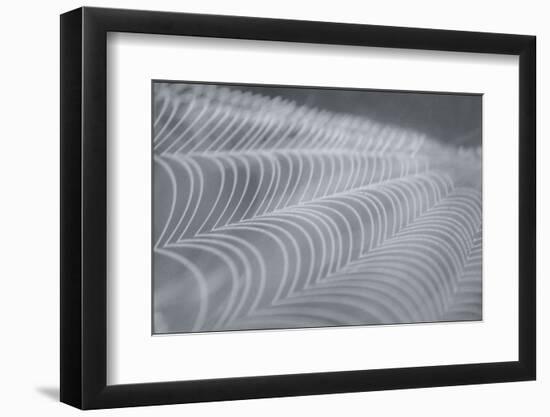 Delecate Impressions of Nature-Adrian Campfield-Framed Photographic Print