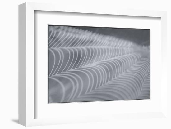 Delecate Impressions of Nature-Adrian Campfield-Framed Photographic Print