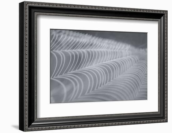 Delecate Impressions of Nature-Adrian Campfield-Framed Photographic Print