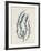 Delesseria Hypoglossum-Henry Bradbury-Framed Giclee Print