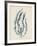 Delesseria Hypoglossum-Henry Bradbury-Framed Giclee Print