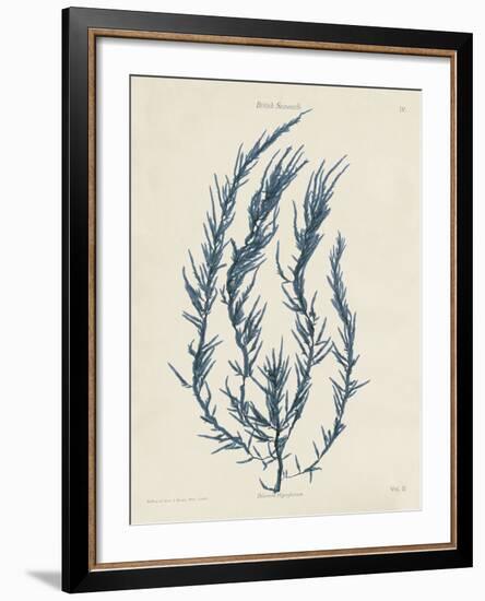 Delesseria Hypoglossum-Henry Bradbury-Framed Giclee Print