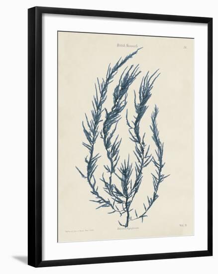 Delesseria Hypoglossum-Henry Bradbury-Framed Giclee Print