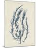 Delesseria Hypoglossum-Henry Bradbury-Mounted Giclee Print