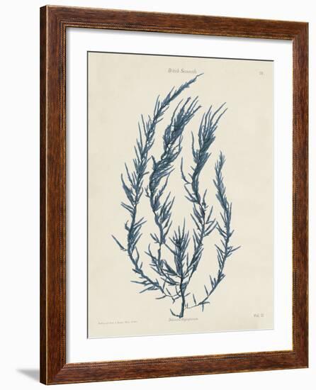 Delesseria Hypoglossum-Henry Bradbury-Framed Giclee Print