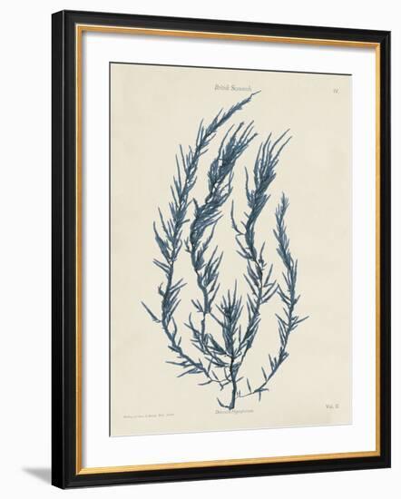 Delesseria Hypoglossum-Henry Bradbury-Framed Giclee Print