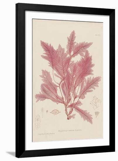 Delesseria-Henry Bradbury-Framed Giclee Print