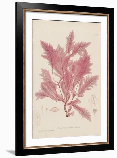 Delesseria-Henry Bradbury-Framed Giclee Print