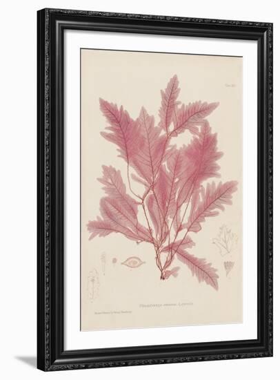 Delesseria-Henry Bradbury-Framed Giclee Print