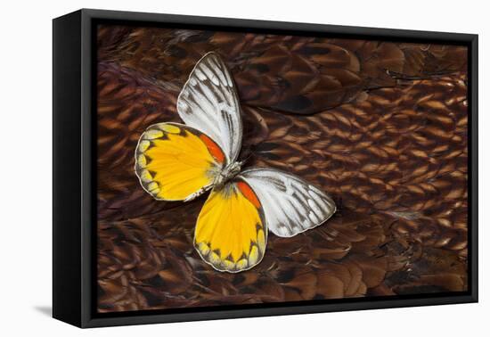 Delias Butterfly on Cooper Pheasant Feather Design-Darrell Gulin-Framed Premier Image Canvas