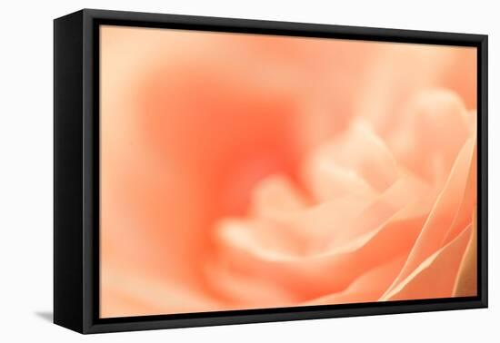 Delicate Abstract Orange Rosy Background-malija-Framed Premier Image Canvas