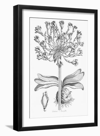 Delicate Amarylis-Porter Design-Framed Giclee Print