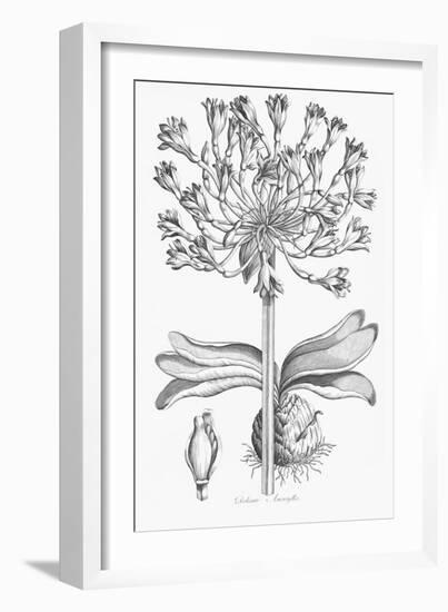 Delicate Amarylis-Porter Design-Framed Giclee Print