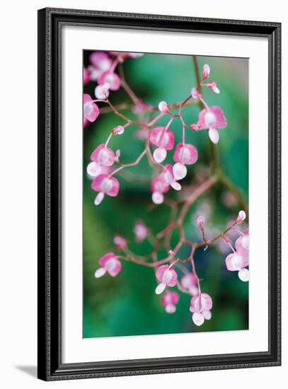 Delicate Begonia I-Erin Berzel-Framed Photographic Print