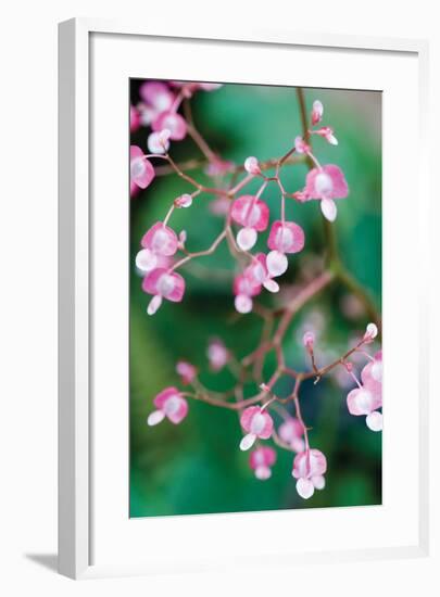 Delicate Begonia I-Erin Berzel-Framed Photographic Print