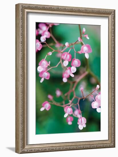 Delicate Begonia I-Erin Berzel-Framed Photographic Print