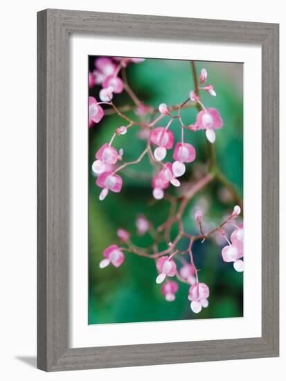 Delicate Begonia I-Erin Berzel-Framed Photographic Print