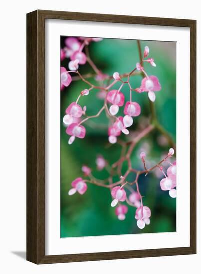 Delicate Begonia I-Erin Berzel-Framed Photographic Print