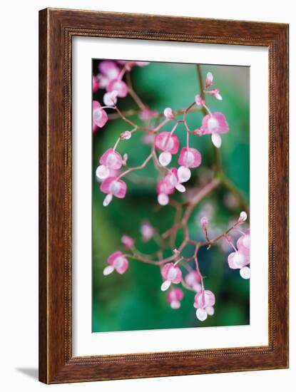 Delicate Begonia I-Erin Berzel-Framed Photographic Print