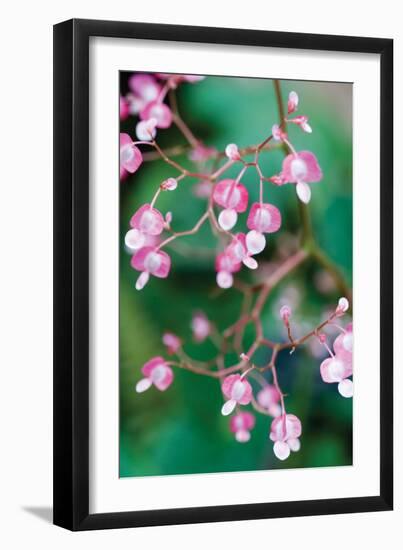 Delicate Begonia I-Erin Berzel-Framed Photographic Print