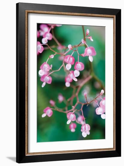 Delicate Begonia I-Erin Berzel-Framed Photographic Print