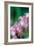 Delicate Begonia II-Erin Berzel-Framed Photographic Print