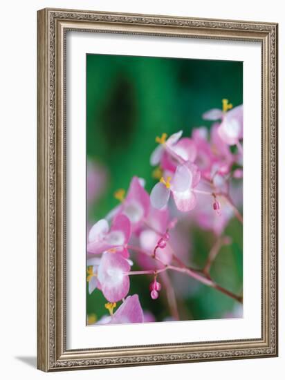 Delicate Begonia II-Erin Berzel-Framed Photographic Print