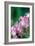 Delicate Begonia II-Erin Berzel-Framed Photographic Print