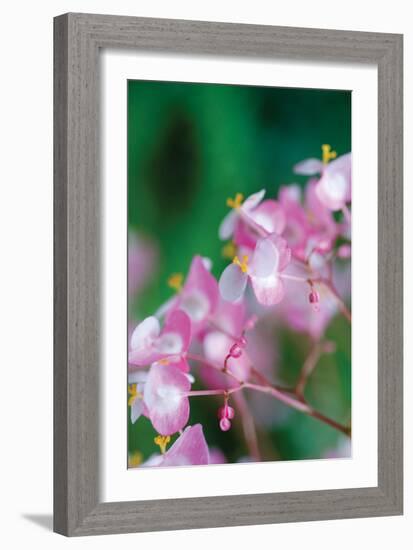 Delicate Begonia II-Erin Berzel-Framed Photographic Print