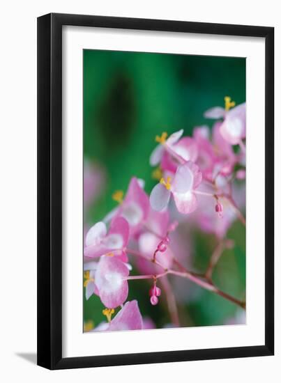 Delicate Begonia II-Erin Berzel-Framed Photographic Print